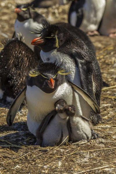 Bleaker Island Rockhopper penguin family